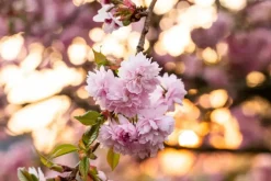 Prunus serrulata 'Kanzan' (Japanse sierkers 'Kanzan')
