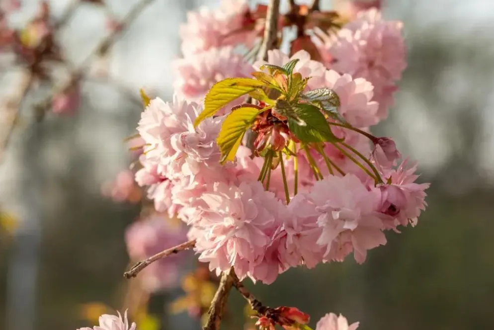 Prunus serrulata 'Kanzan' (Japanse sierkers 'Kanzan')