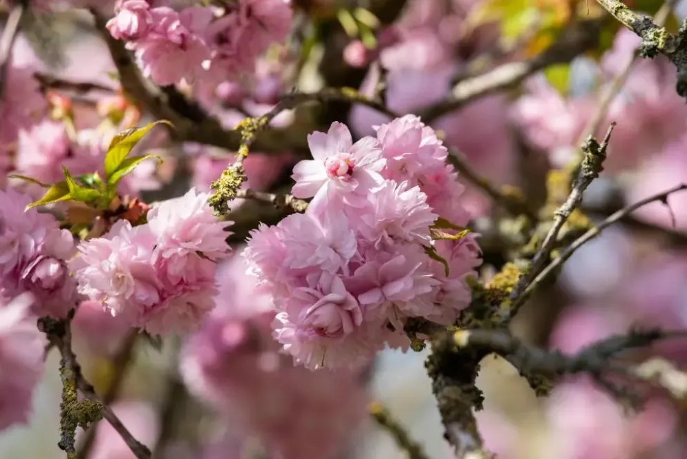 Prunus serrulata 'Kanzan' (Japanse sierkers 'Kanzan')