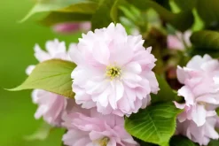Prunus serrulata 'Kanzan' (Japanse sierkers 'Kanzan')