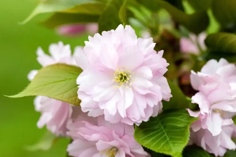 Prunus serrulata 'Kanzan' (Japanse sierkers 'Kanzan')
