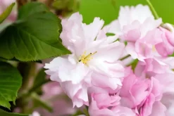 Prunus serrulata 'Kanzan' (Japanse sierkers 'Kanzan')