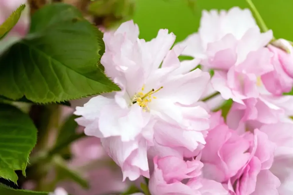 Prunus serrulata 'Kanzan' (Japanse sierkers 'Kanzan')