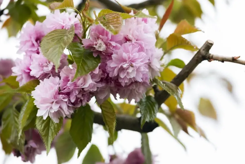 Prunus serrulata 'Kanzan' (Japanse sierkers 'Kanzan')