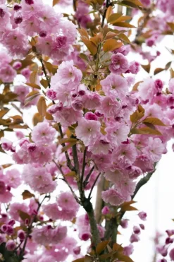 Prunus serrulata 'Kanzan' (Japanse sierkers 'Kanzan')