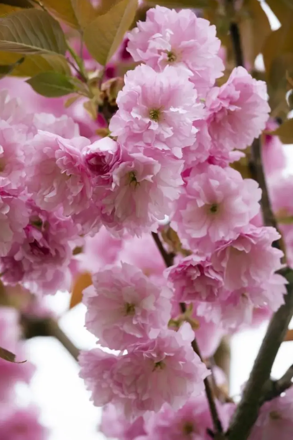 Prunus serrulata 'Kanzan' (Japanse sierkers 'Kanzan')