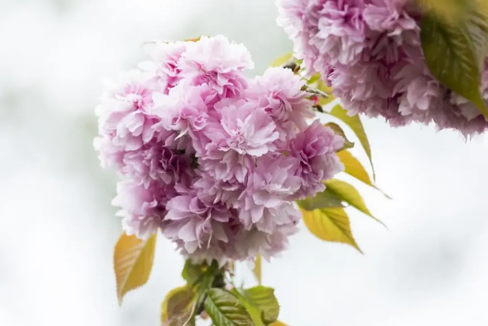 Prunus serrulata 'Kanzan' (Japanse sierkers 'Kanzan')