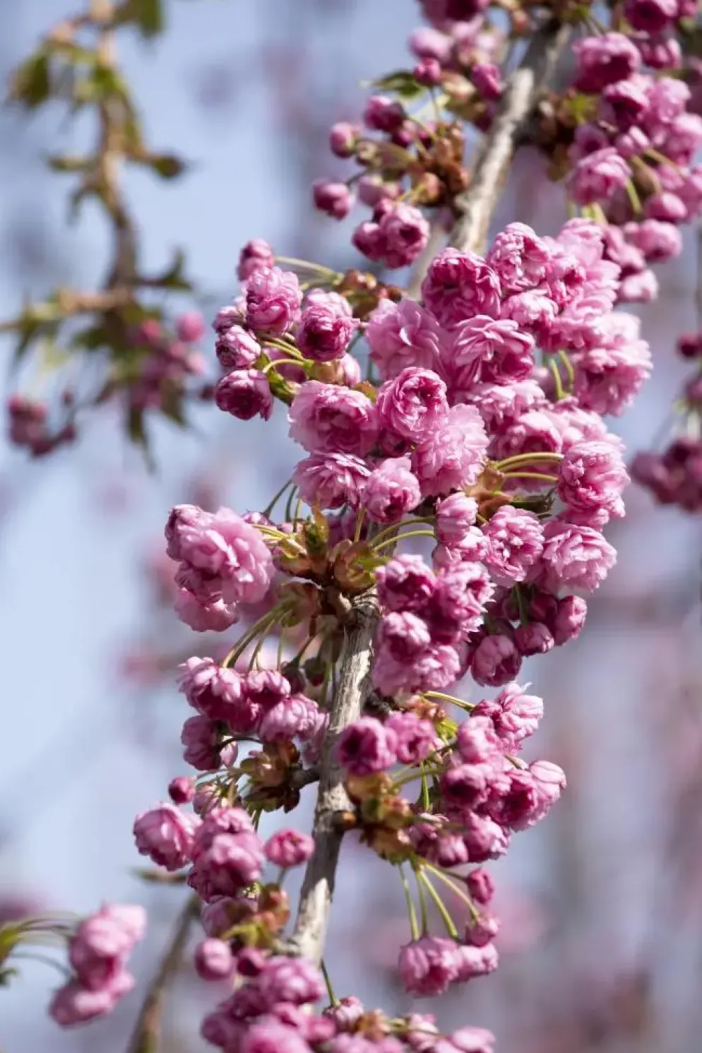 Prunus serrulata 'Kiku-shidare-zakura' (Japanse sierkers 'Kiku-shidare-zakura')
