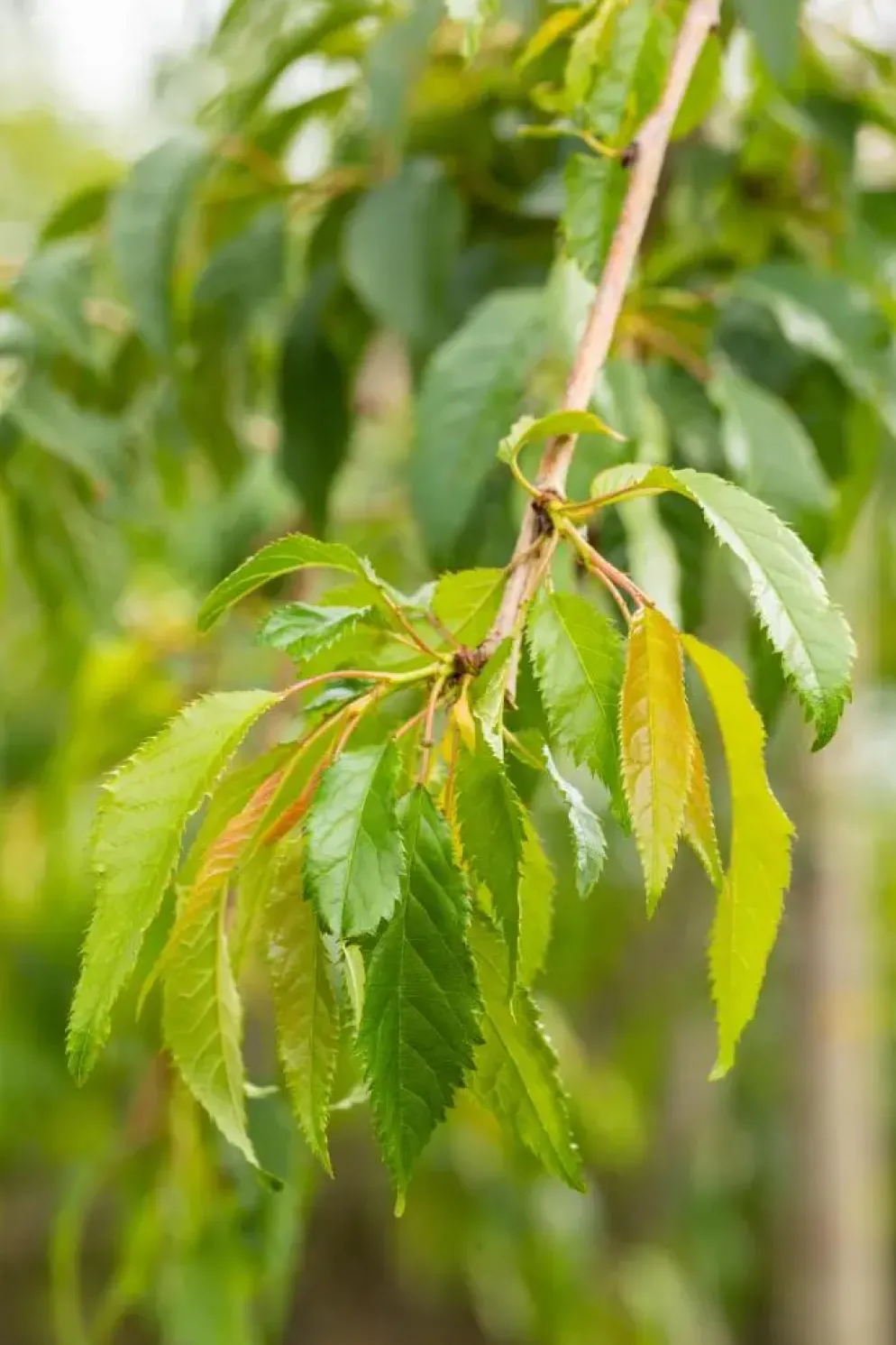 Prunus serrulata 'Kiku-shidare-zakura' (Japanse sierkers 'Kiku-shidare-zakura')