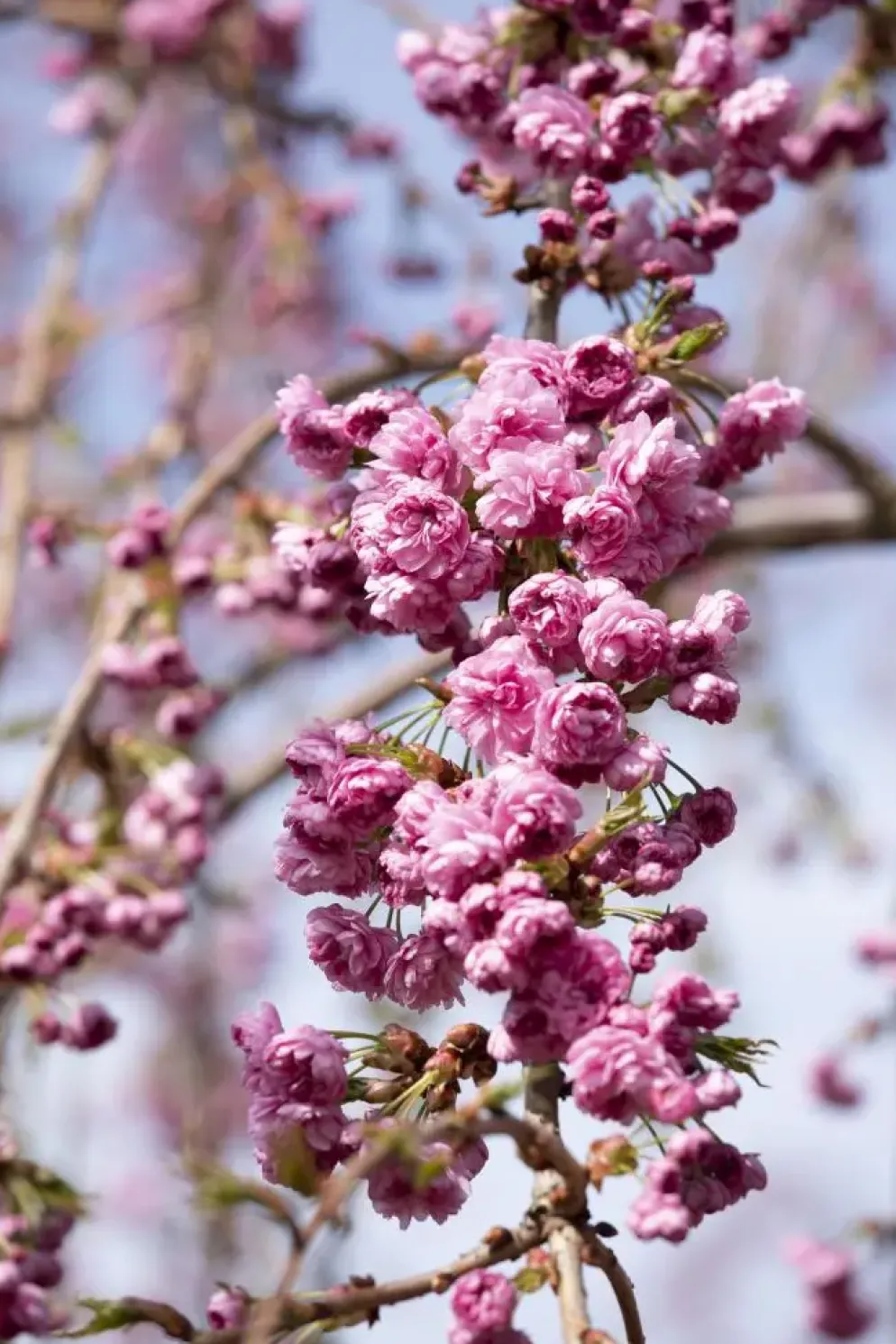 Prunus serrulata 'Kiku-shidare-zakura' (Japanse sierkers 'Kiku-shidare-zakura')