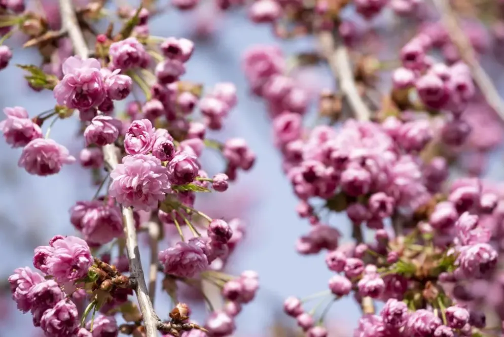 Prunus serrulata 'Kiku-shidare-zakura' (Japanse sierkers 'Kiku-shidare-zakura')