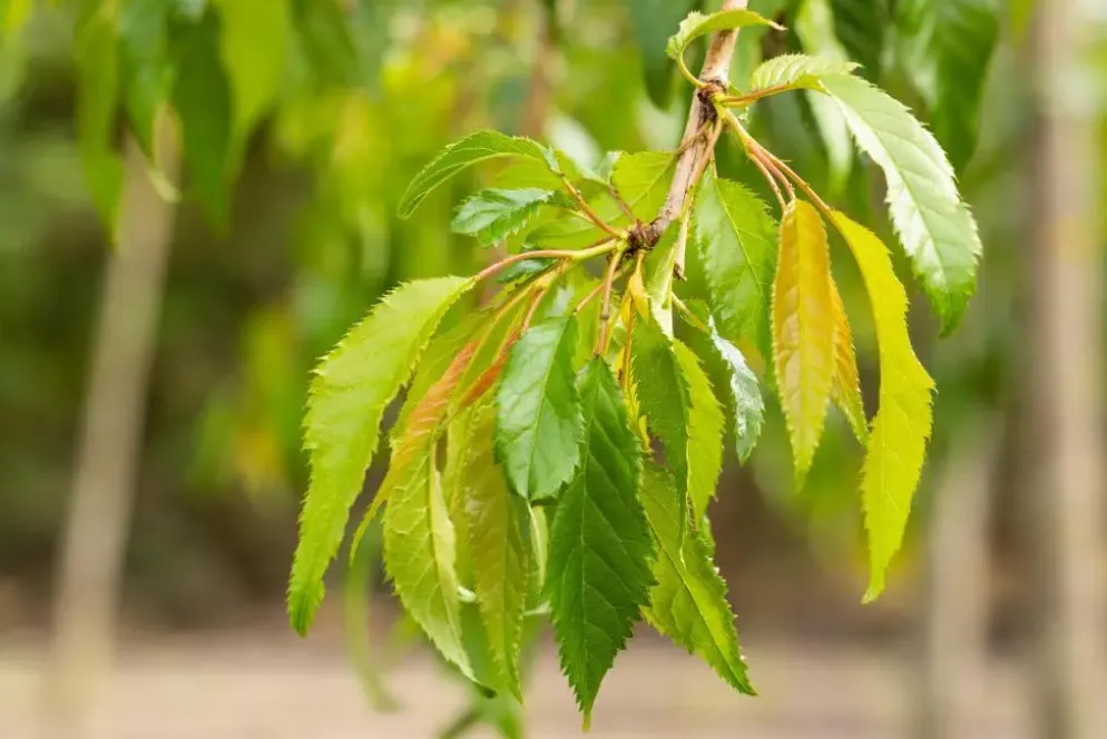 Prunus serrulata 'Kiku-shidare-zakura' (Japanse sierkers 'Kiku-shidare-zakura')