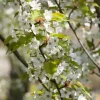 Prunus serrulata 'Tai-Haku' (Japanse sierkers 'Tai-Haku')