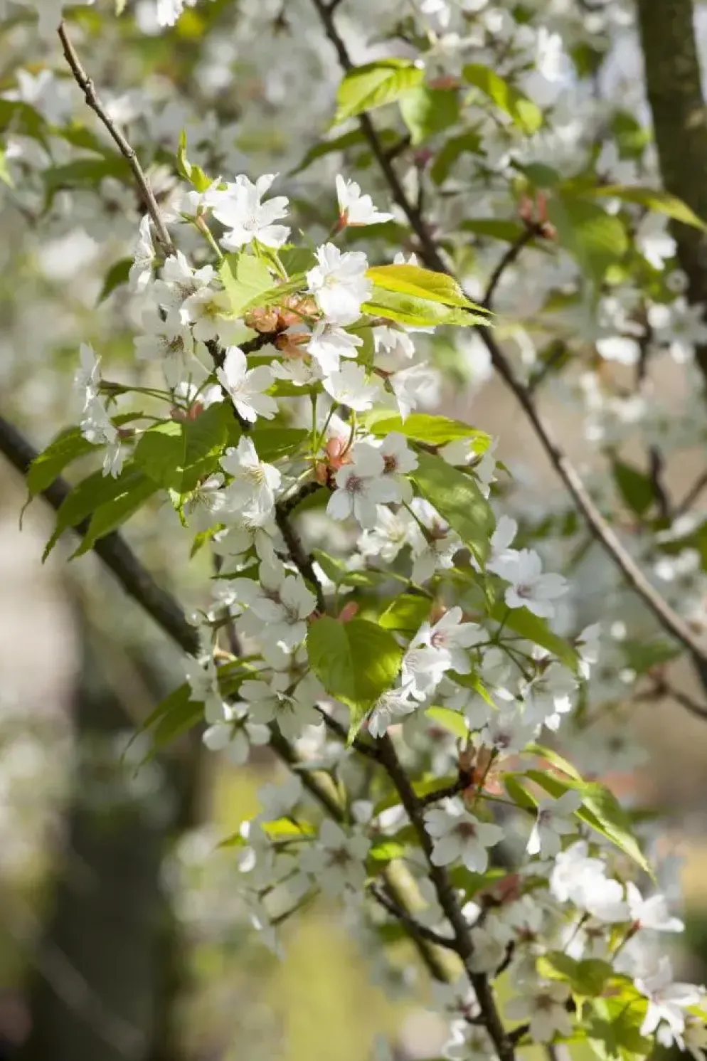 Prunus serrulata 'Tai-Haku' (Japanse sierkers 'Tai-Haku')