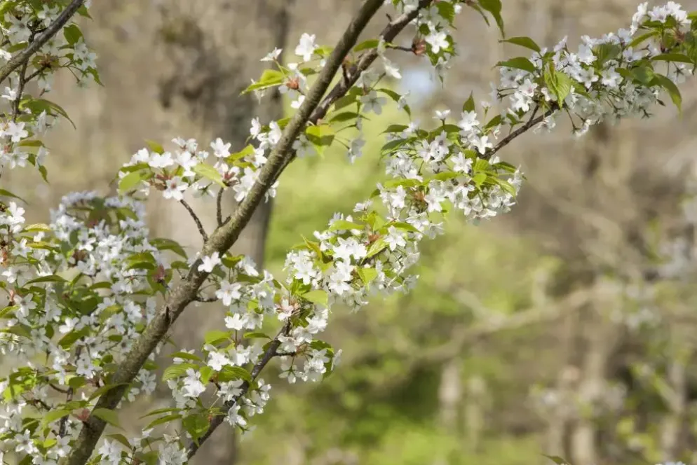 Prunus serrulata 'Tai-Haku' (Japanse sierkers 'Tai-Haku')