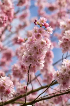 Prunus subhirtella 'Accolade' (Winterbloeiende kers 'Accolade')