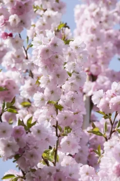 Prunus subhirtella 'Accolade' (Winterbloeiende kers 'Accolade')