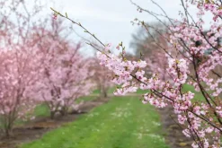 Prunus subhirtella 'Accolade' (Winterbloeiende kers 'Accolade')