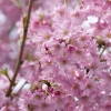 Prunus subhirtella 'Fukubana' (Winterbloeiende kers 'Fukubana')