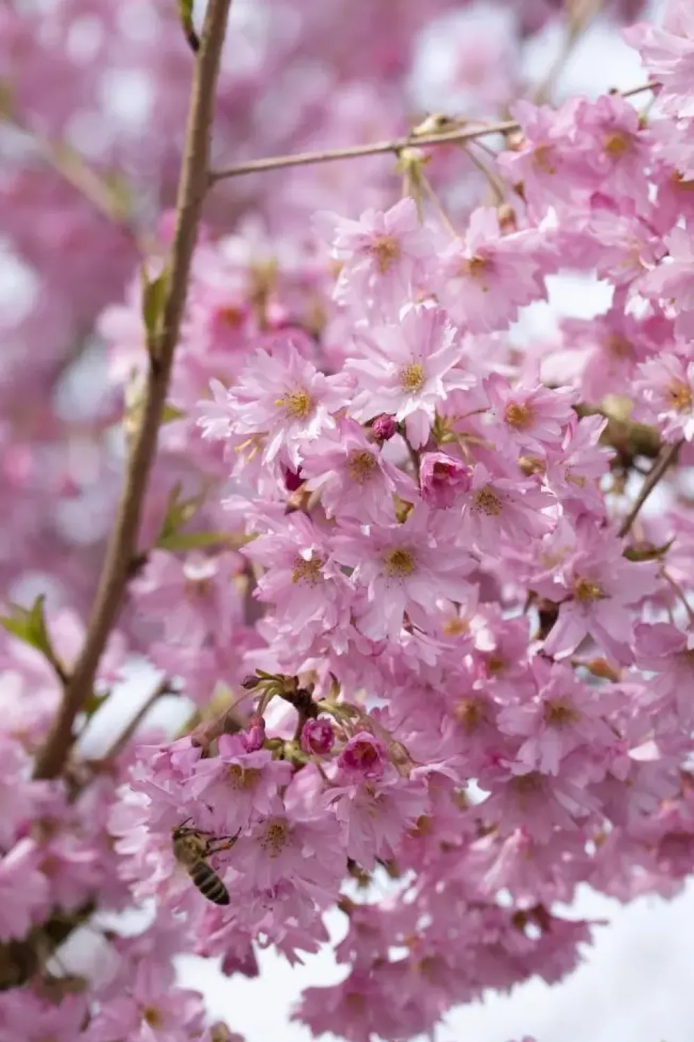 Prunus subhirtella 'Fukubana' (Winterbloeiende kers 'Fukubana')