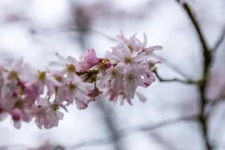 Prunus subhirtella 'Fukubana' (Winterbloeiende kers 'Fukubana')