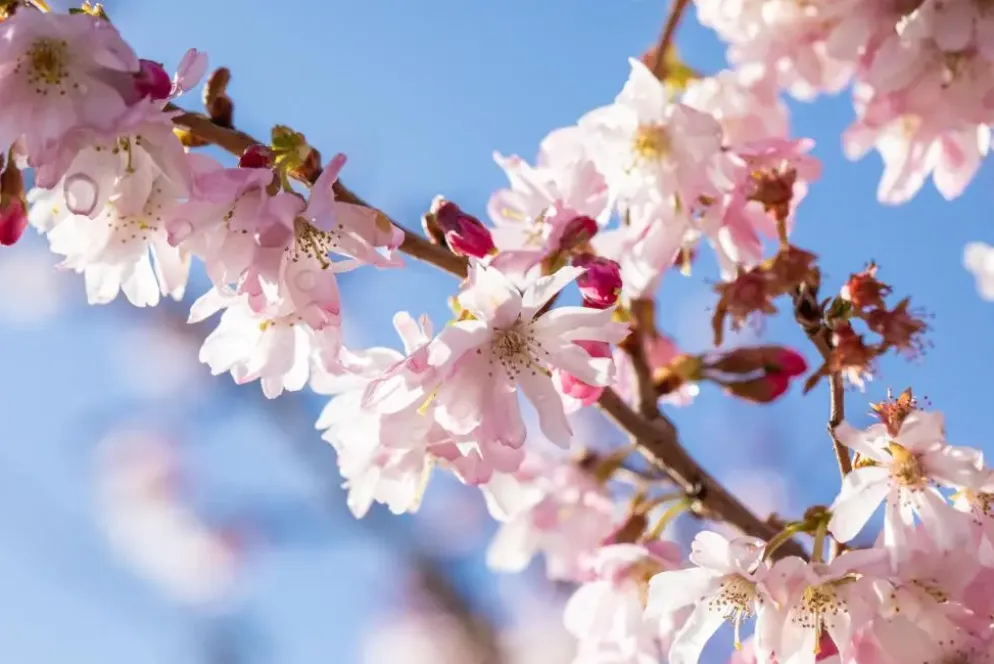 Prunus subhirtella 'Fukubana' (Winterbloeiende kers 'Fukubana')