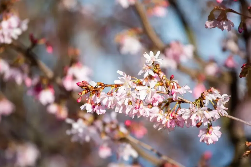 Prunus subhirtella 'Fukubana' (Winterbloeiende kers 'Fukubana')