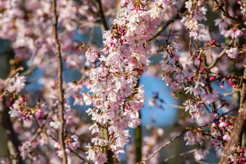 Prunus subhirtella 'Fukubana' (Winterbloeiende kers 'Fukubana')