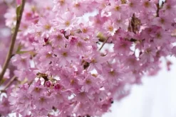 Prunus subhirtella 'Fukubana' (Winterbloeiende kers 'Fukubana')