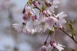 Prunus subhirtella 'Fukubana' (Winterbloeiende kers 'Fukubana')