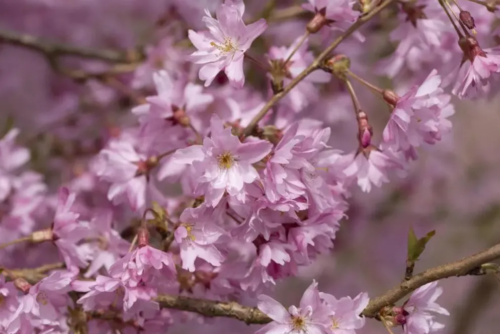 Prunus subhirtella 'Fukubana' (Winterbloeiende kers 'Fukubana')