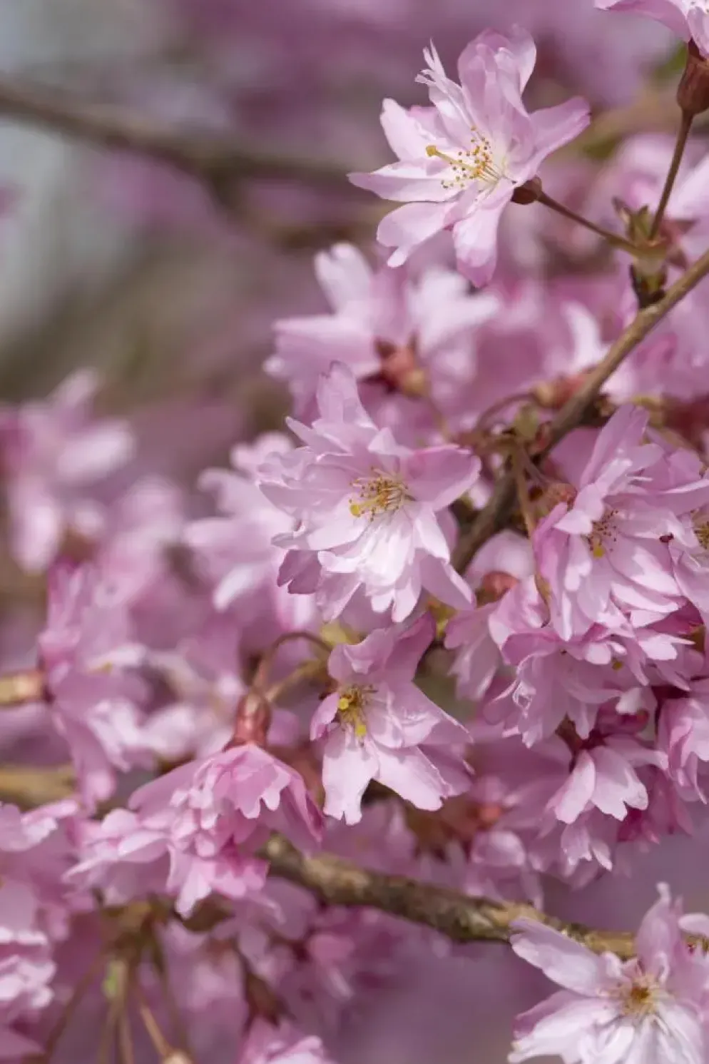 Prunus subhirtella 'Fukubana' (Winterbloeiende kers 'Fukubana')