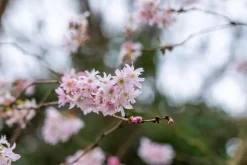 Prunus subhirtella 'Fukubana' (Winterbloeiende kers 'Fukubana')