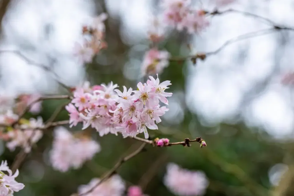 Prunus subhirtella 'Fukubana' (Winterbloeiende kers 'Fukubana')