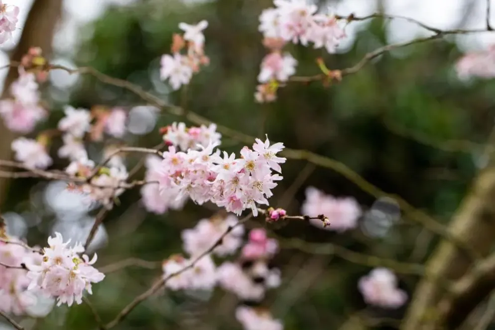 Prunus subhirtella 'Fukubana' (Winterbloeiende kers 'Fukubana')