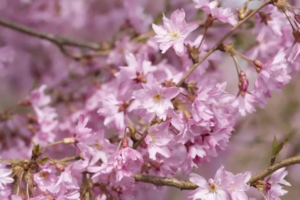 Prunus subhirtella 'Fukubana' (Winterbloeiende kers 'Fukubana')