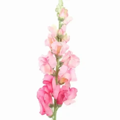 Pure Royal kunsttak leeuwebekjes 81cm roze