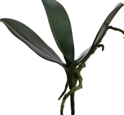 Pure Royal kunsttak orchidee 25cm groen