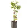 Pyrus communis 'Beurré Hardy' (Peer) fruitplant 90cm