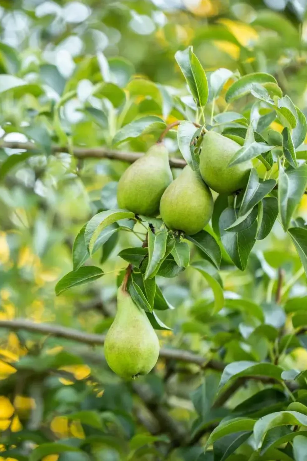 Pyrus communis 'Beurré Hardy' (Peer) fruitplant 90cm