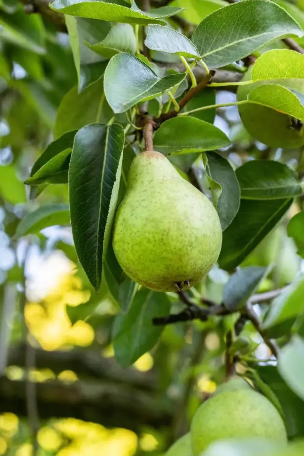 Pyrus communis 'Beurré Hardy' (Peer) fruitplant 90cm
