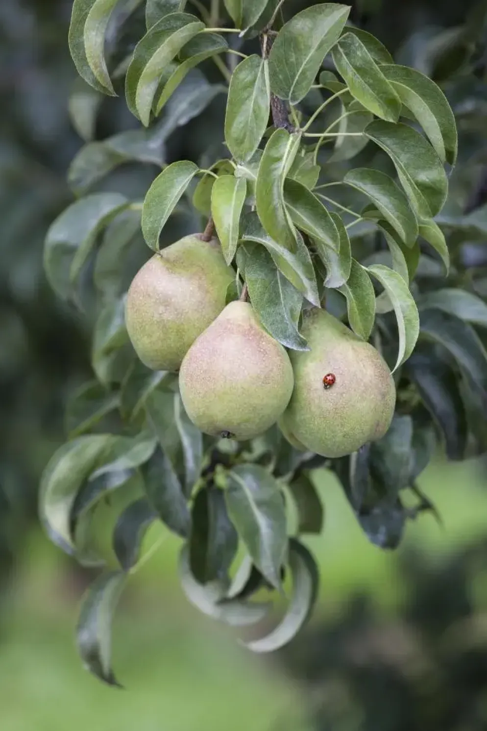 Pyrus communis 'Beurré Hardy' (Peer) fruitplant 90cm