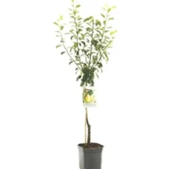 Pyrus communis 'Clapp’s Favourite' (Peer) fruitplant 160cm