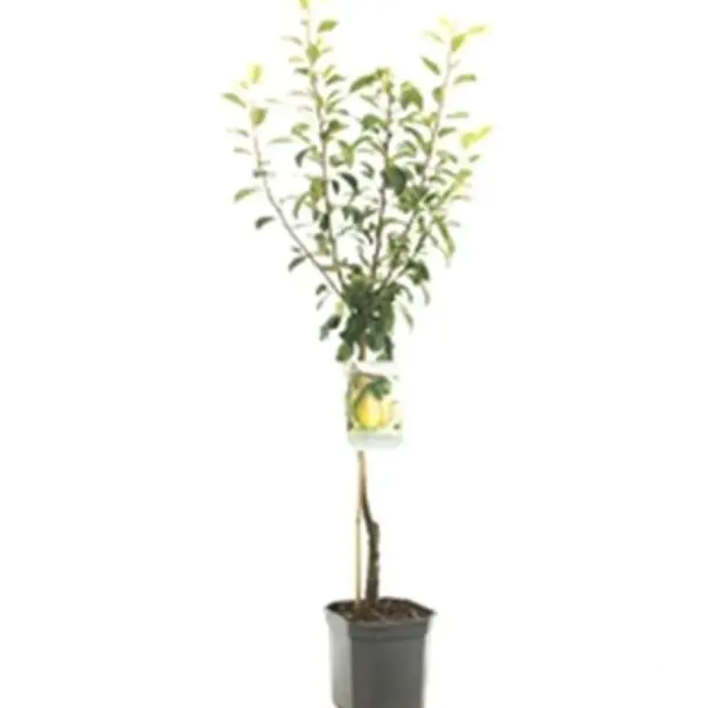 Pyrus communis 'Clapp’s Favourite' (Peer) fruitplant 160cm