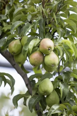 Pyrus communis 'Clapp’s Favourite' (Peer) fruitplant 160cm