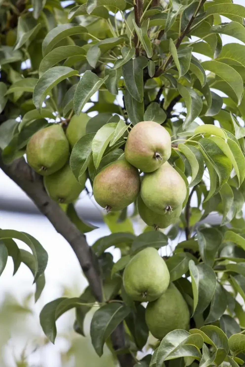 Pyrus communis 'Clapp’s Favourite' (Peer) fruitplant 160cm