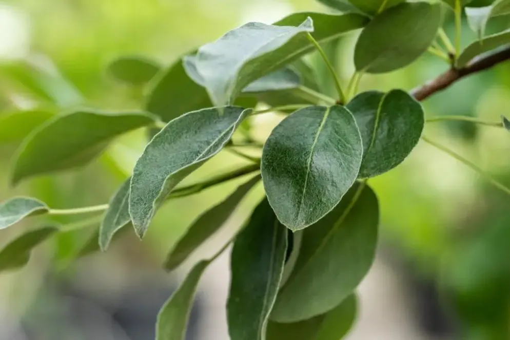 Pyrus communis 'Clapp’s Favourite' (Peer) fruitplant 160cm