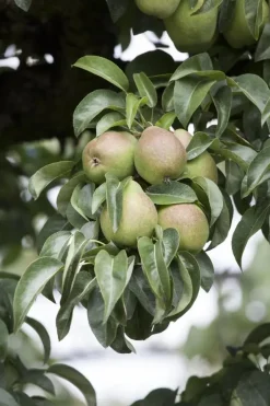 Pyrus communis 'Clapp’s Favourite' (Peer) fruitplant 160cm