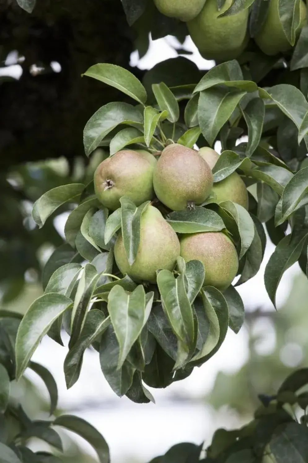 Pyrus communis 'Clapp’s Favourite' (Peer) fruitplant 160cm