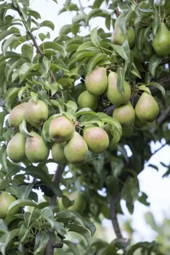 Pyrus communis 'Clapp’s Favourite' (Peer) fruitplant 160cm